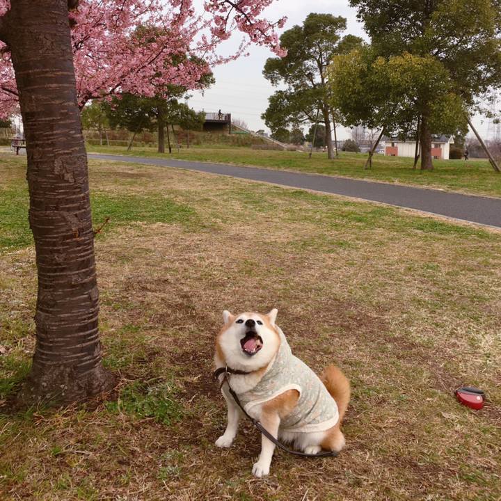 F4e8e0e1 d3ac 4e5a b91a 6d9ed023fb50 1552200924191