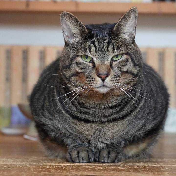 F4eb8570 c5ff 4143 a886 f3ebbe893d16 1730989089702