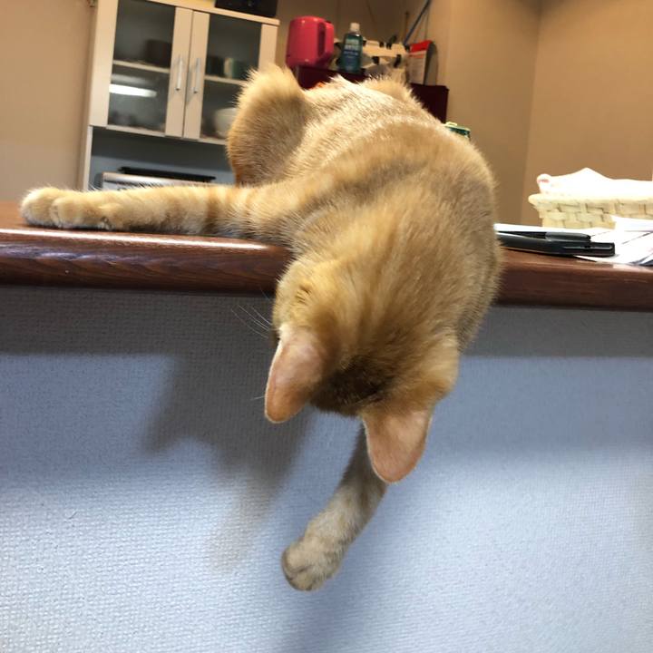 F4ec1ad8 40e3 4b43 aaae 0c4d71b3bae7 1570017134411