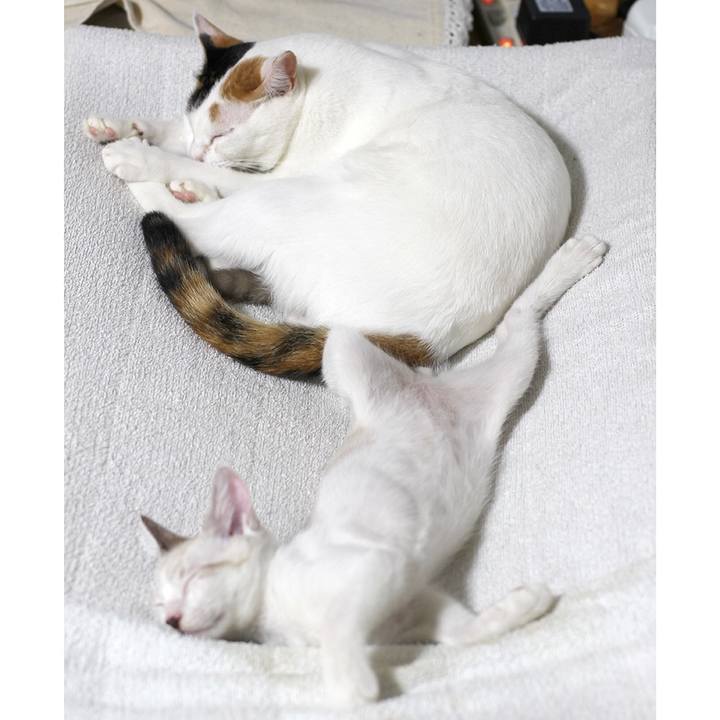 F4f26333 ec85 4fdc ba38 a5926682968d 1599776645872