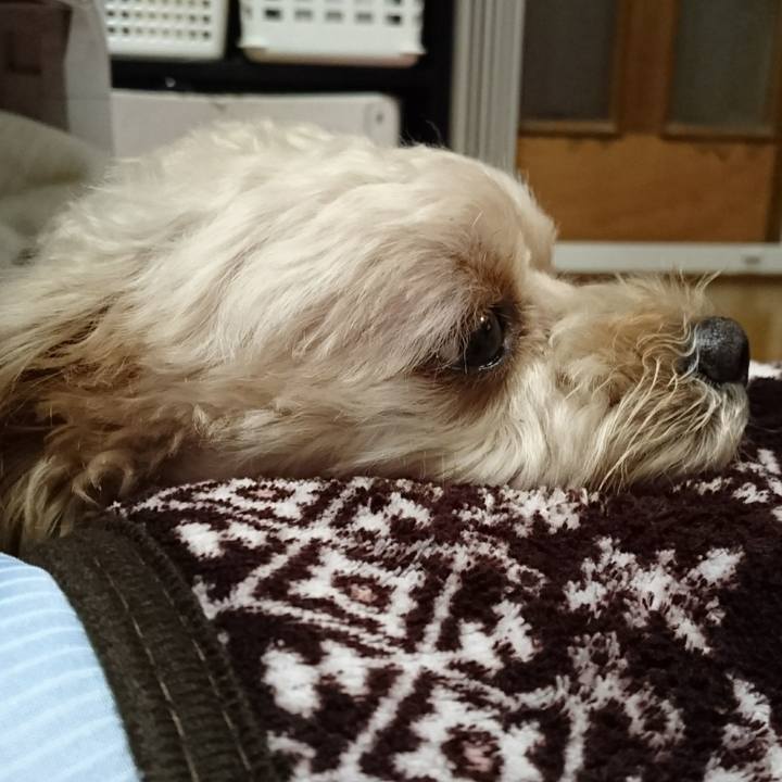 F4f27a3b 94b2 4a0f 9d5c 60d800c9a4af 1541205942843