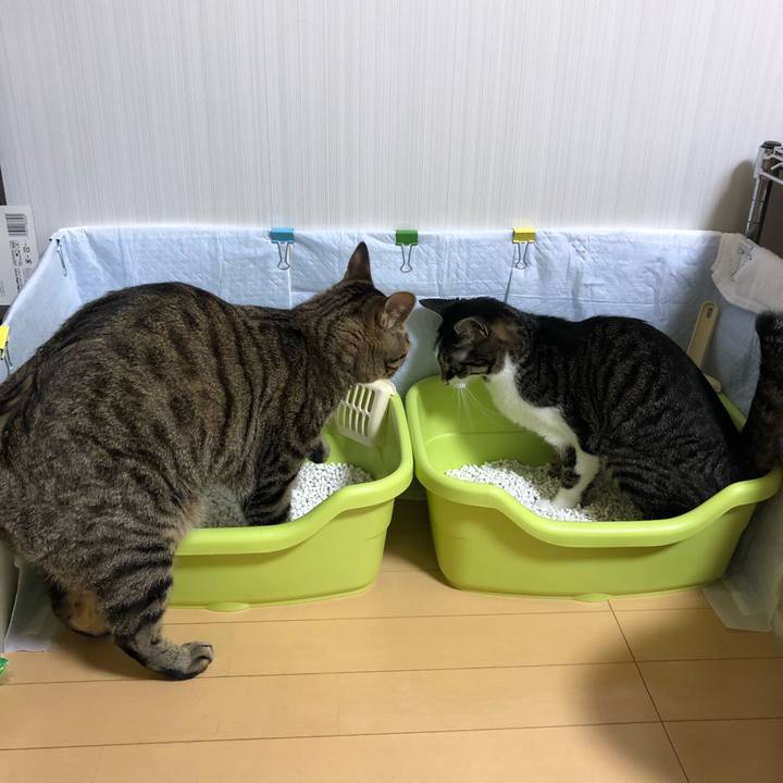 F4f39ff1 6a77 4431 97f0 d71e3fddcc3f 1527912346180