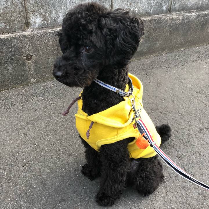 F4f48d4b 759f 4f78 81c3 3348c8e5b9bc 1542956453758