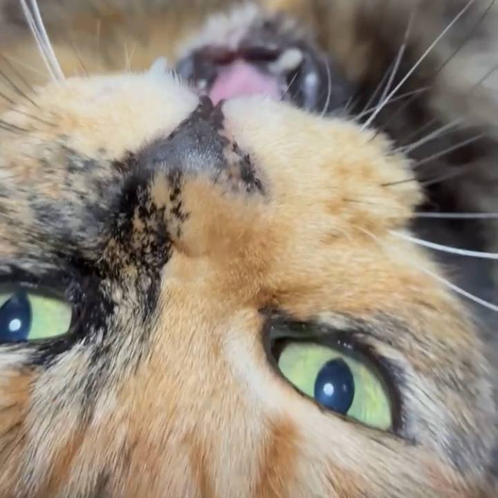 F4f4b72b ce36 482c b470 760e49fec178 1763669728114