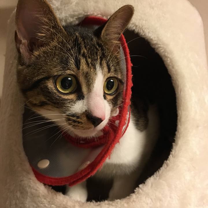 F4f66e1a 306f 401c 8b5b ecbfb5e1c34f 1511521802421