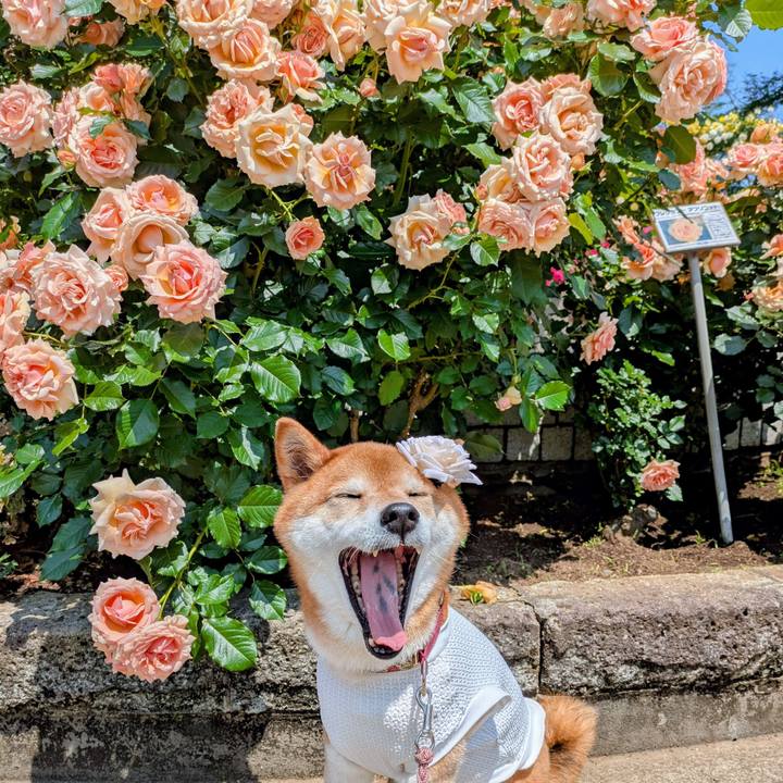 F4f721e4 1fac 4b13 a179 e5fdc9ab44d6 1747189690551