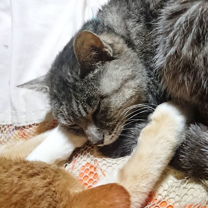 F5001141 5782 4b23 ac10 aaa40b050319 1575120110202