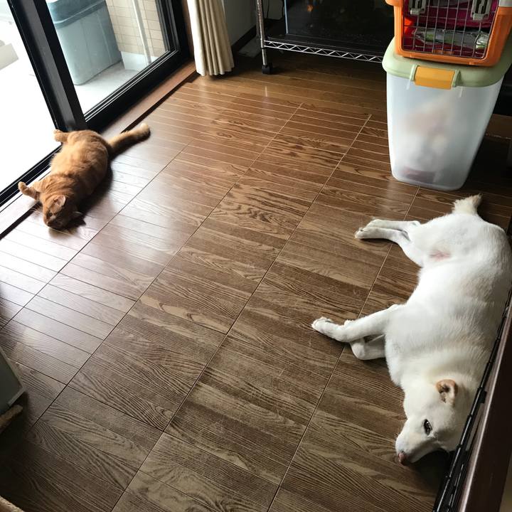 F501b42e 67ff 43af b73d 5a75173614a8 1535182536320