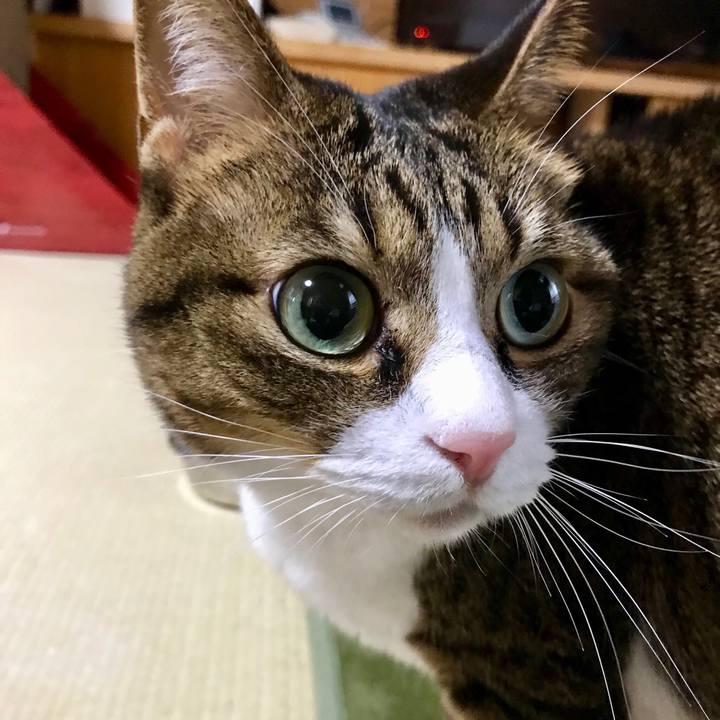 F502cf2a 8a31 4024 9a3b 590e5c8e75ab 1510967754165