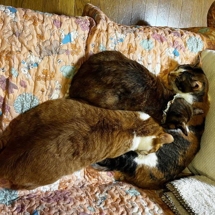 F503d8d4 3c89 47d6 a68b 28ca151054f0 1707292898695