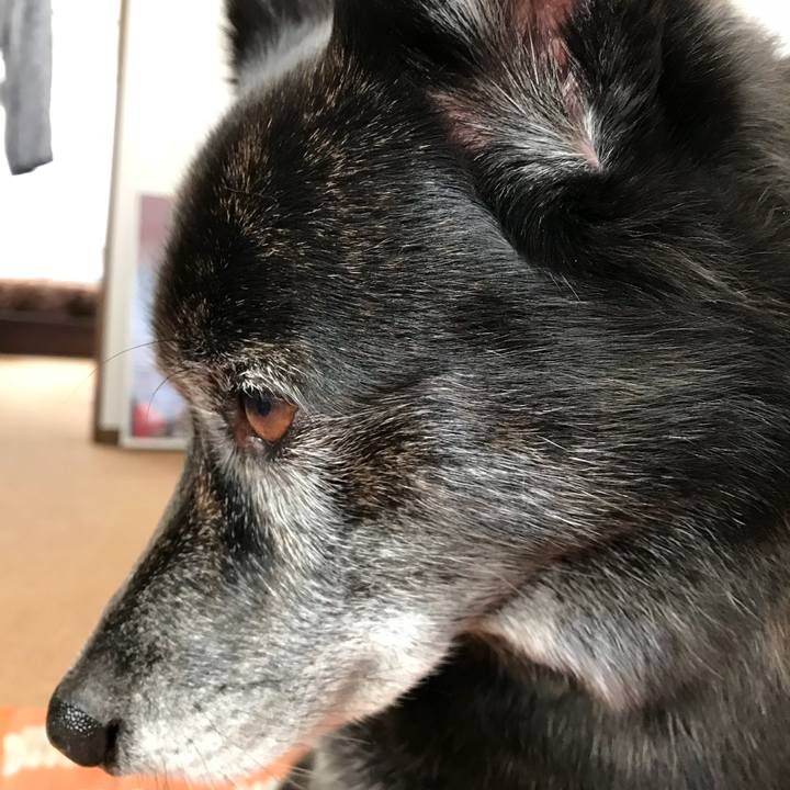 F5046249 d910 4096 b659 a978a8712ad7 1511526452808