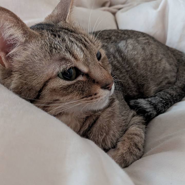 F5082e0c a48a 4dc1 a0ff b97d95b08a3a 1769983654220