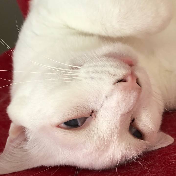 F5096dd8 de7e 4c6b a8fd 1e37fb3434de 1531659545267