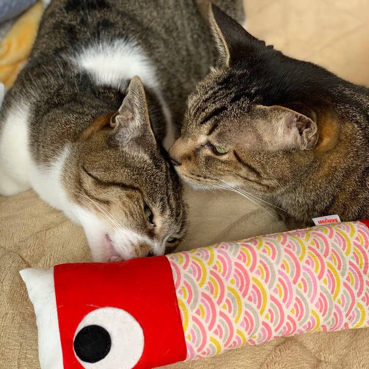 F50e80b1 3f41 4c81 a123 37fbe1658438 1588641645905