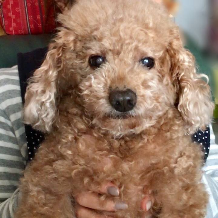 F50eeeb1 ae2d 474d 8fd1 cb08557729fd 1511855914616