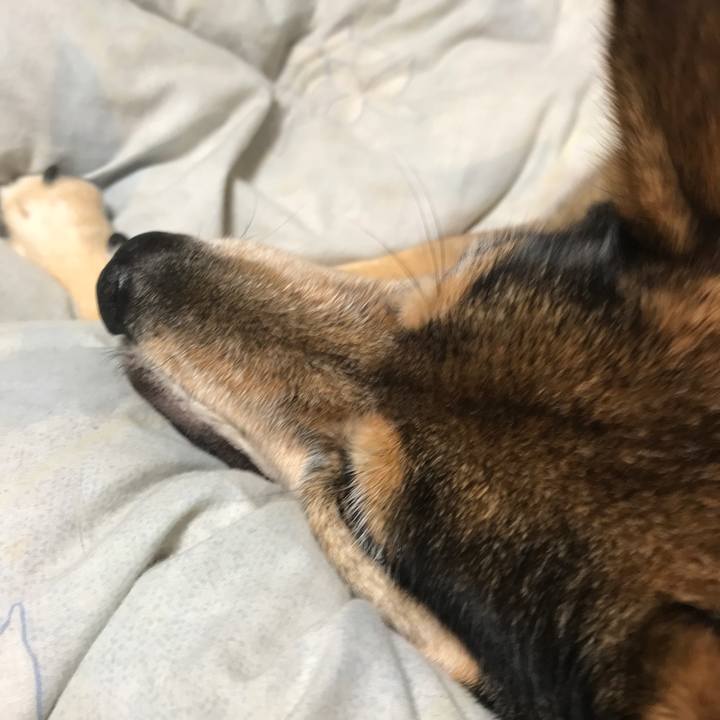 F5111c02 1981 457b b37c 1f2b2c6dd848 1508469368292