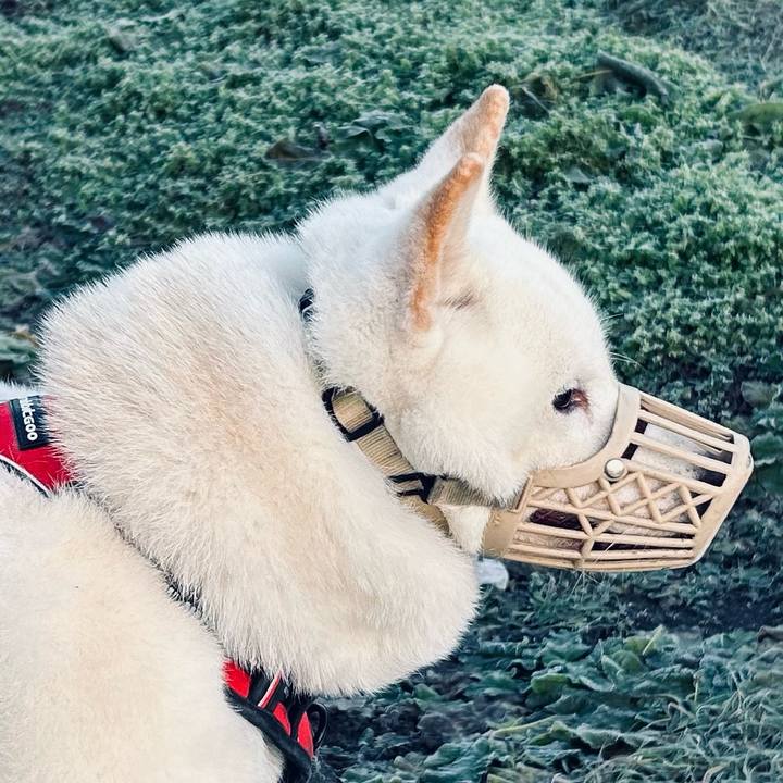 F51162db 744d 4070 9887 ffe82a764217 1764195769324