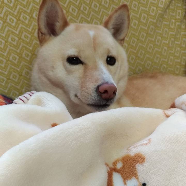 F511f7ec 4829 480c b069 30f9138fbcf5 1543793318537