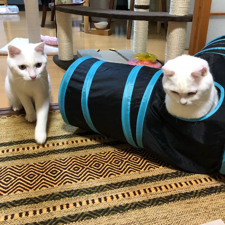 F5130c04 69d3 4a28 8009 f93a3e0f35c4 1526302186993