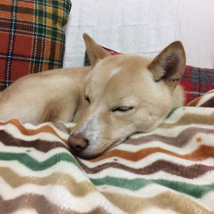 F5156cca 30ee 475a b2bc 8168c40f3b10 1510318175185