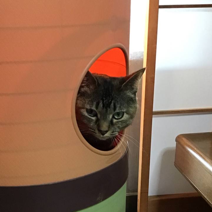 F51662f9 70a7 4f83 b997 c3c2843c1858 1746006022181