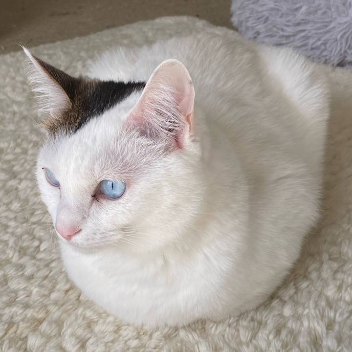 F51cc577 291a 4766 a8ba 6e34b8014ba3 1735167212433