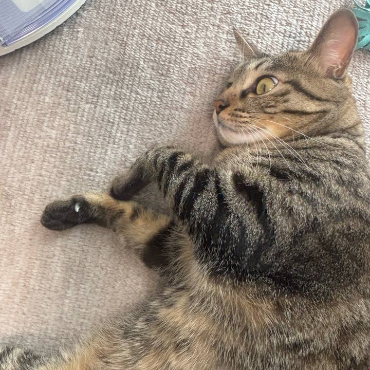 F51d37a4 4a8a 44b4 86da 280dbd334252 1760840293520