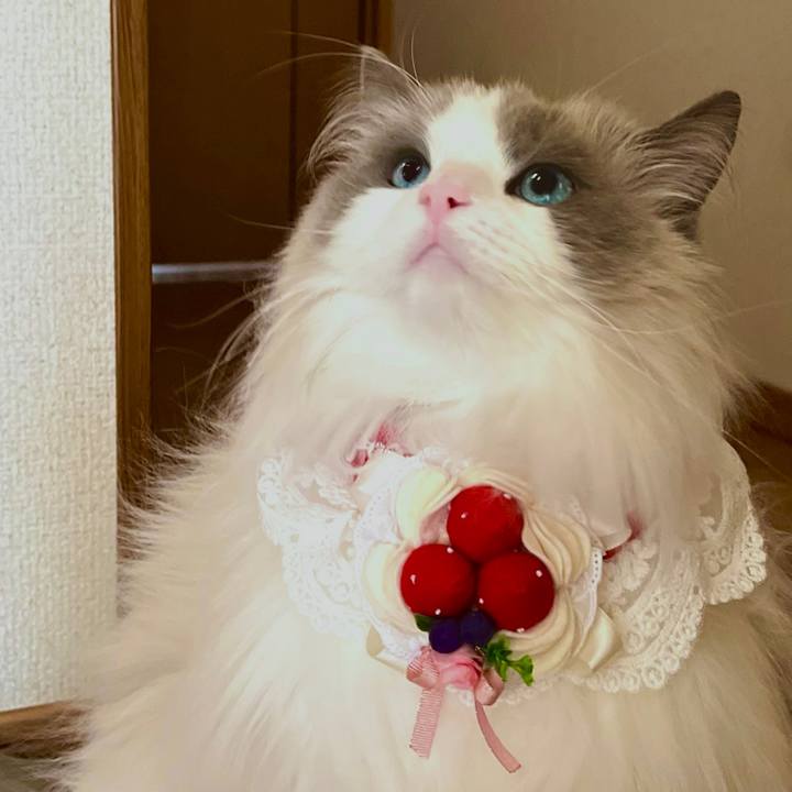 F51e4dbb dfdf 457b 9d2d 745104995bc4 1647260748255