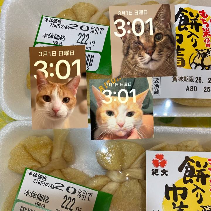 F51f0499 fcf9 43b5 89c7 5d893323da2d 1772346034148