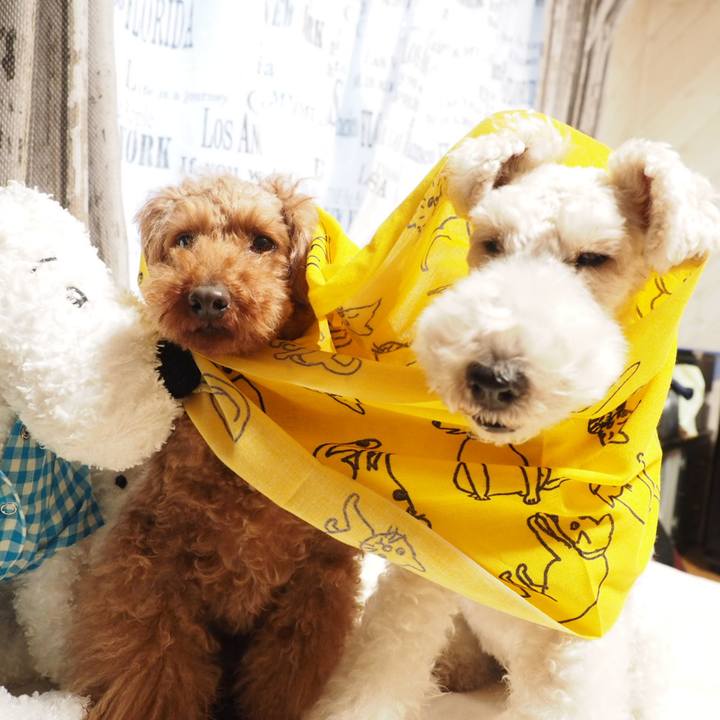 F521998f 2378 483e b09c aa3676296e5d 1555757756571