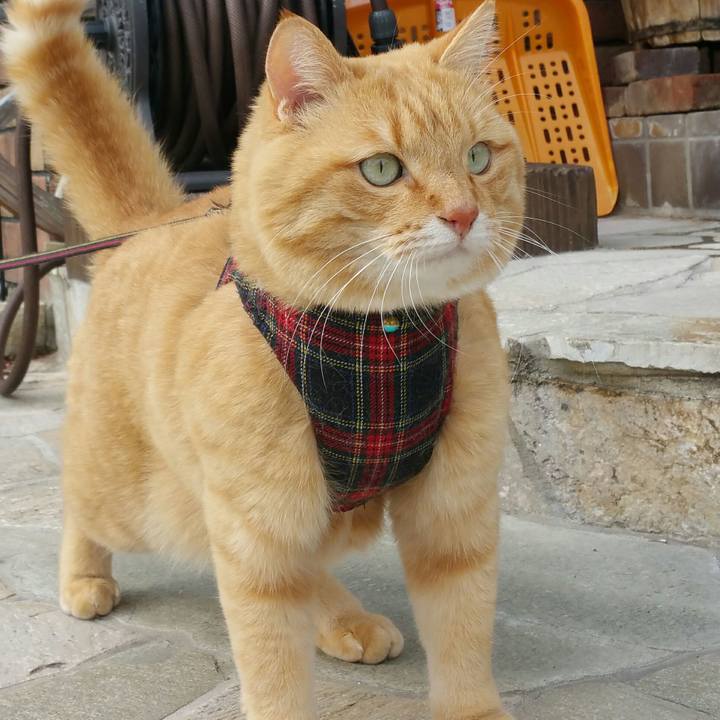 F5222f53 41d2 4d04 8120 a324b73bedb0 1545362867823