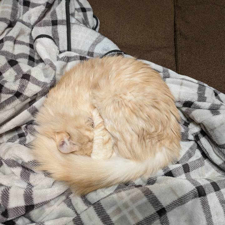 F52260b7 2dba 40c6 b150 d414744fc03e 1736603512776