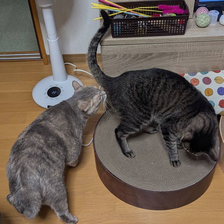 F5235b6e 857e 4bf3 b18e 9084f35d8c00 1761205779034