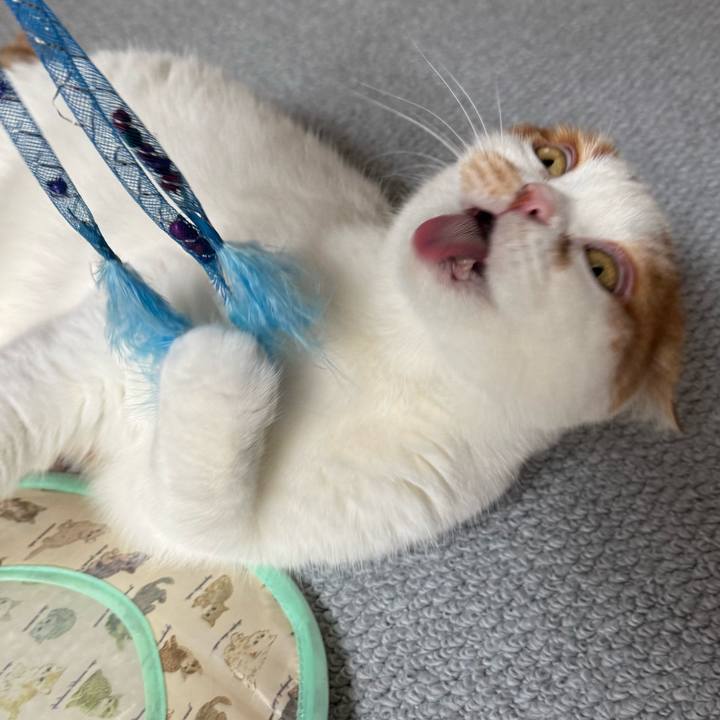 F52727a5 b4e7 4541 aa4a 736611a0cb49 1762827692666