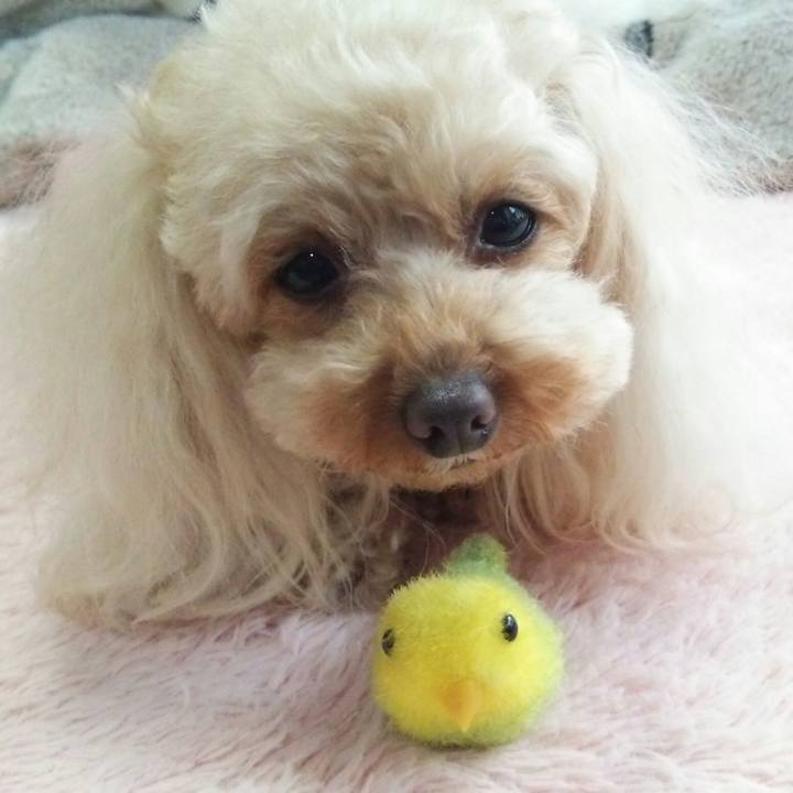 F52911b8 5a8d 46d8 b008 71cc214d633b 1522799516044