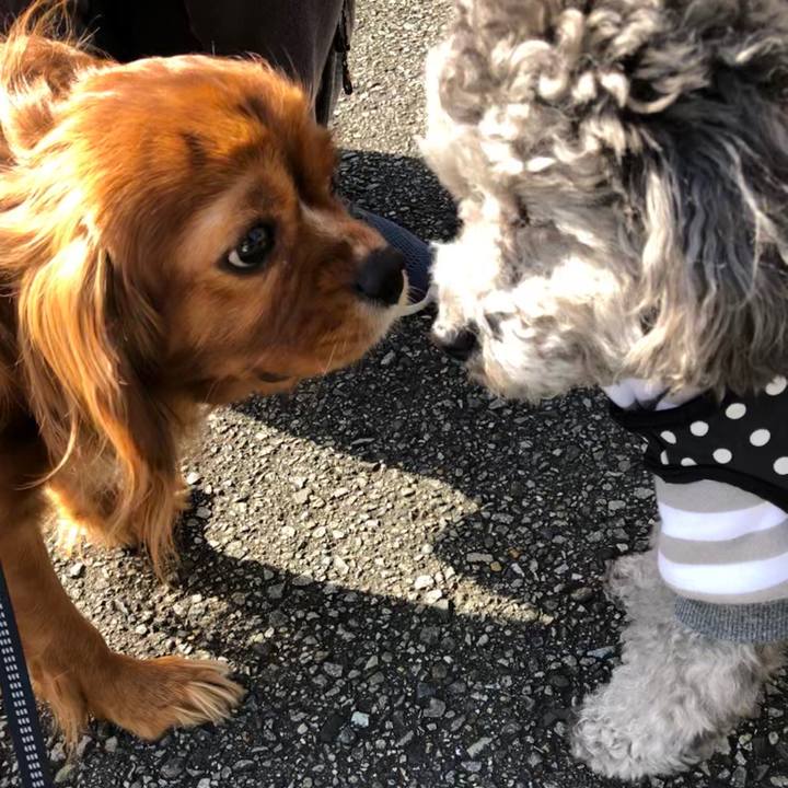 F5298d5d a733 478c 8a44 6c05eab7e8cb 1588381065445