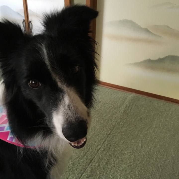 F52c5d28 80d2 4cd9 b295 78483dde58fb 1513062105601