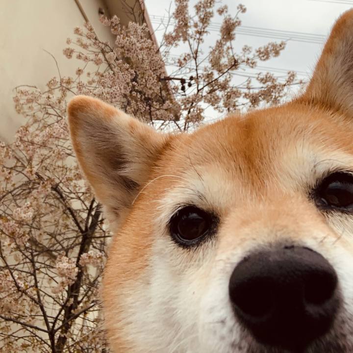 F52d2a13 1972 4cc2 b241 3dabe45f42f0 1576652659791