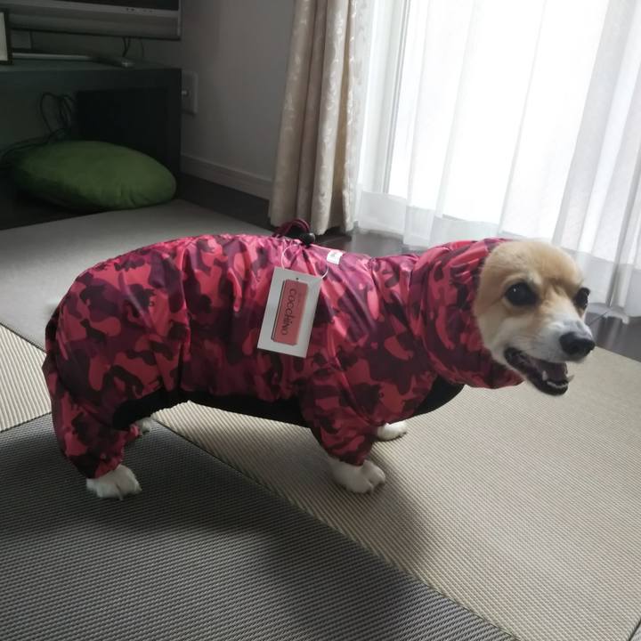 F52dc68c fca6 458e b9a7 4b73248ac7c3 1596273228523