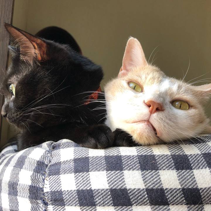 F535cd60 769c 4cce bd0e db01a0d51463 1540612244854