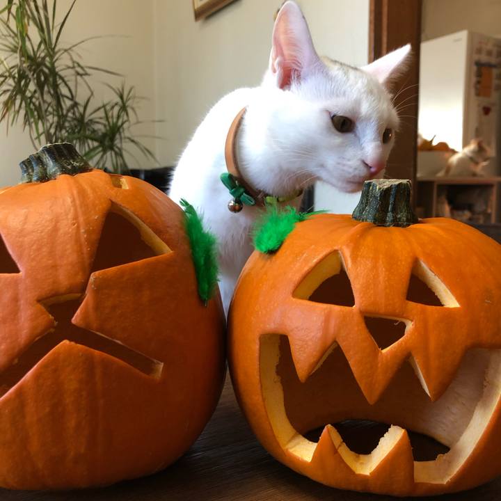 F53b440e 0f2a 46bc a3e1 38c1a67cef15 1603833672274