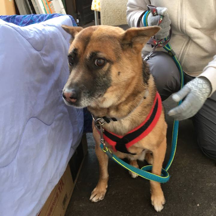 F5429452 fac6 4469 9468 59311d55f46c 1545203683934