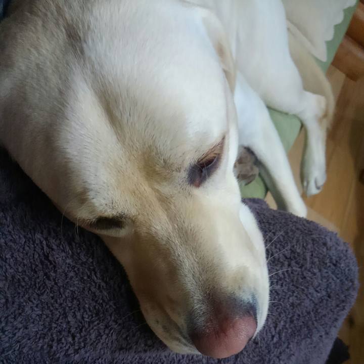 F5441a8b a54d 4bce 8afc fcd5d249b979 1511855075125