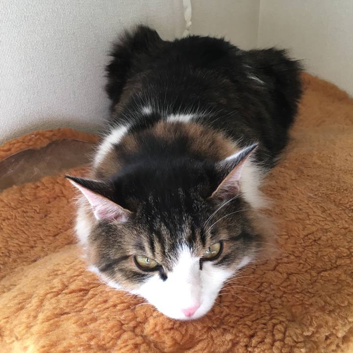 F545250c 7f11 482b 87cc 1af2da6ab5b3 1517795747409