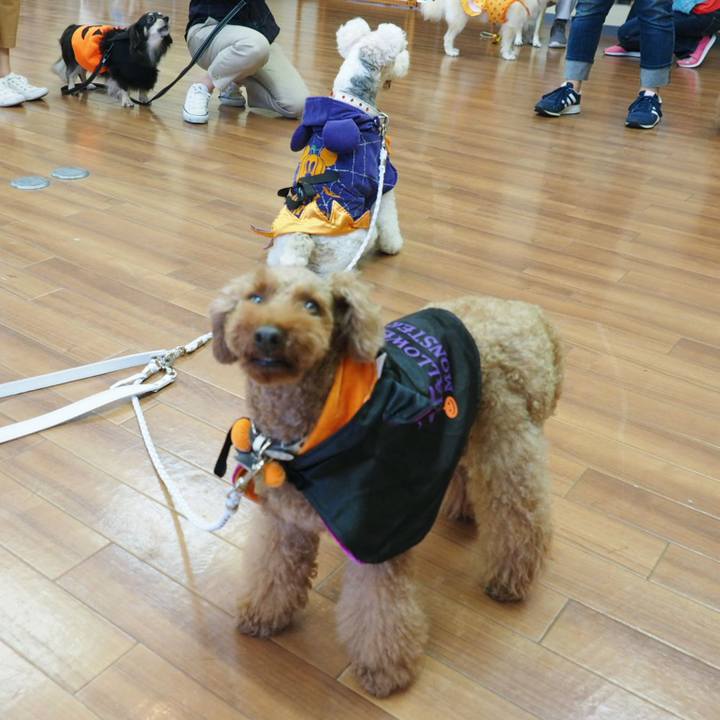 F5484310 c8d3 42f8 86a2 ee183f4a9f41 1539267830457