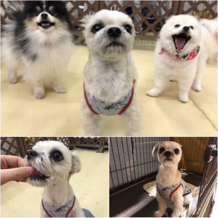 F54ceb16 4e15 41e9 9382 09fef0d8c174 1545186831843