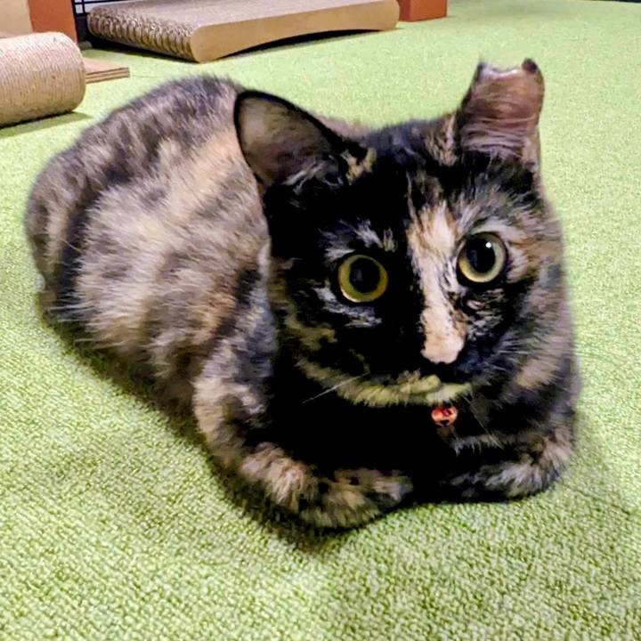 F5524f87 277d 45dc 8f3b 00b6a77cb160 1774364864404