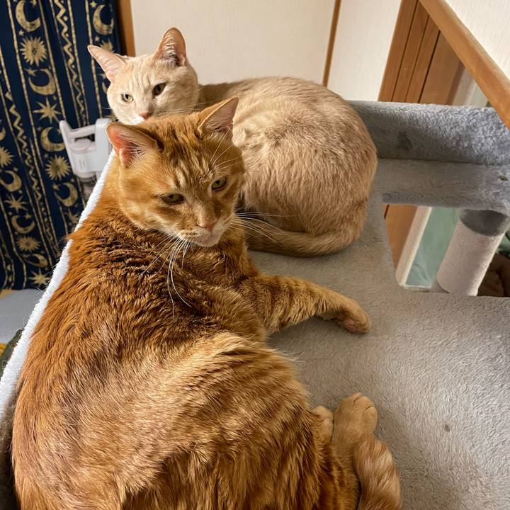 F554ef4b d06c 4a54 b31c 277db64b1fd8 1648643291266