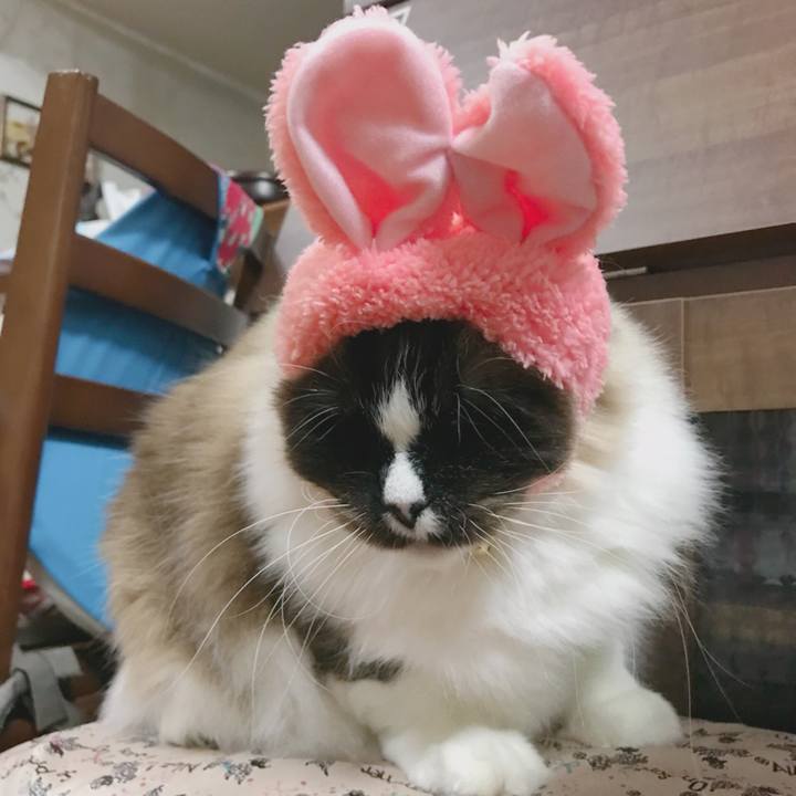 F5583e33 a88e 4dab bd2f d84567706d00 1517123210491