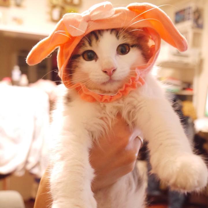 F559234f 688a 403c b554 94f8613ff6ee 1516063946811